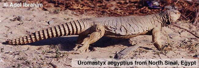 Species of Uromastyx in Israel U.