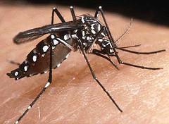 Chikungunya vector control coming to