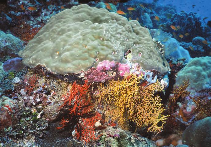 Masivne, Ëokate korale iz družine Poritidae obrašëajo zunanje dele koralnih grebenov, ki so izpostavljene moënemu delovanju valov. Zrastejo v kolonije z drobnimi polipi.