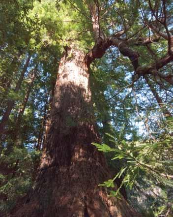 PLANNED GIVING: A Gift to the Redwoods, Close to Home Jo Blue has bee supportig Sempervires Fud for a log time.