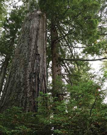 New Collaboratio with Midpeisula Regioal Ope Space District Saves Old-Growth Redwoods ad Expads Park The Midpeisula Regioal Ope Space District (the District) comprises more tha 60,000 acres of ope