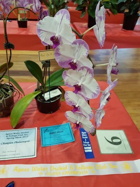 and Orchids Queensland meetings.
