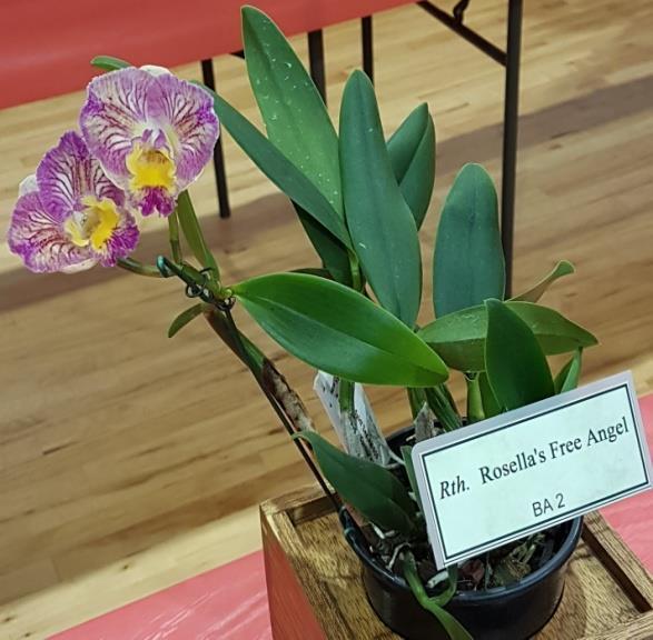 The Agnes Waters Orchid and Foliage Society capably led by Debra Richards