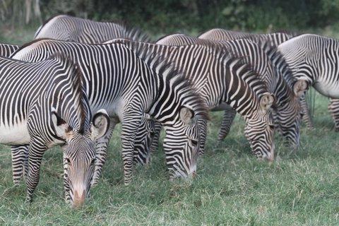Here we ll wander freely on foot and experience at close hand East Africa's large variety of game including giraffe, gazelle, zebra and wildebeest.
