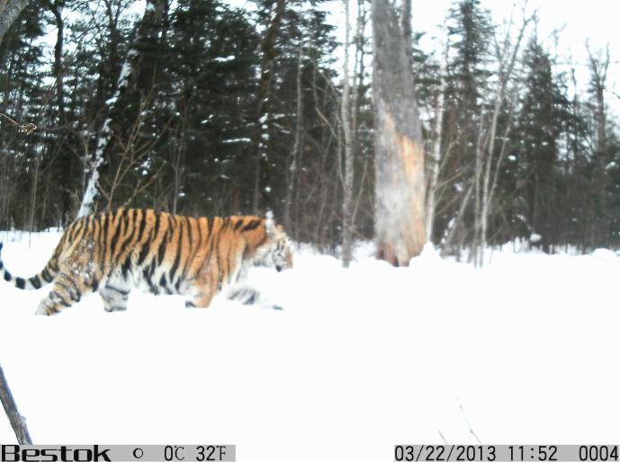 Over two stages of the field work (December 20-23, 2012, and February 13-17, 2013) in the model plot 10 tigers were registered (compared to 2 tigers in 2012): among them 4 males, 1 female with a cub,