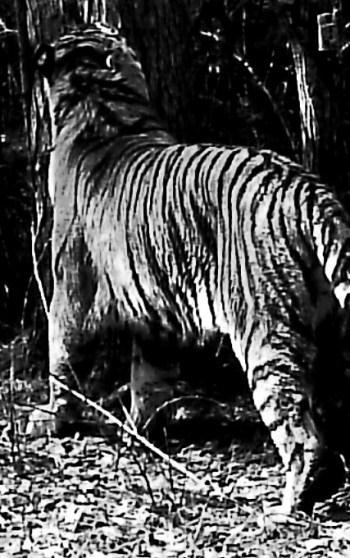 On September 17, a dead adult tiger (aged 6 years) was found on