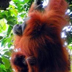Sumatra may not be easy to reach, but the rewards of visiting this region are amazing. So plan a start that works for you and then join the. Day One Travel to Bukit Lawang. Orangutan feeding.