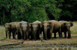 SRI LANKA Diverse Travel Limited Sri Lanka Wildlife & Nature 7