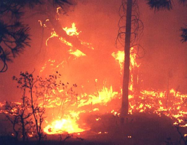 Conclusion Being a wildland firefighter is not easy. Wildfires are unpredictable; they can change from small, low-to-the-ground brush fires to firestorms that devour the treetops in seconds.