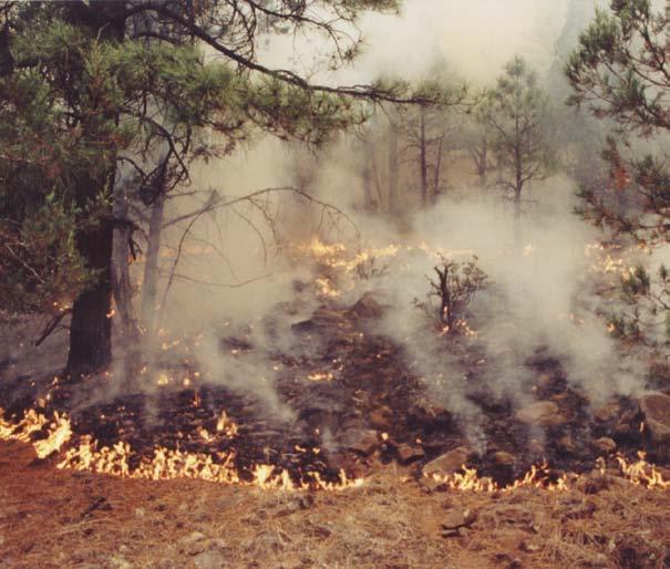 Fires started by nature are often located in remote areas. Wildland firefighters set small, carefully controlled back burns to eliminate a wildfire s fuel supply.