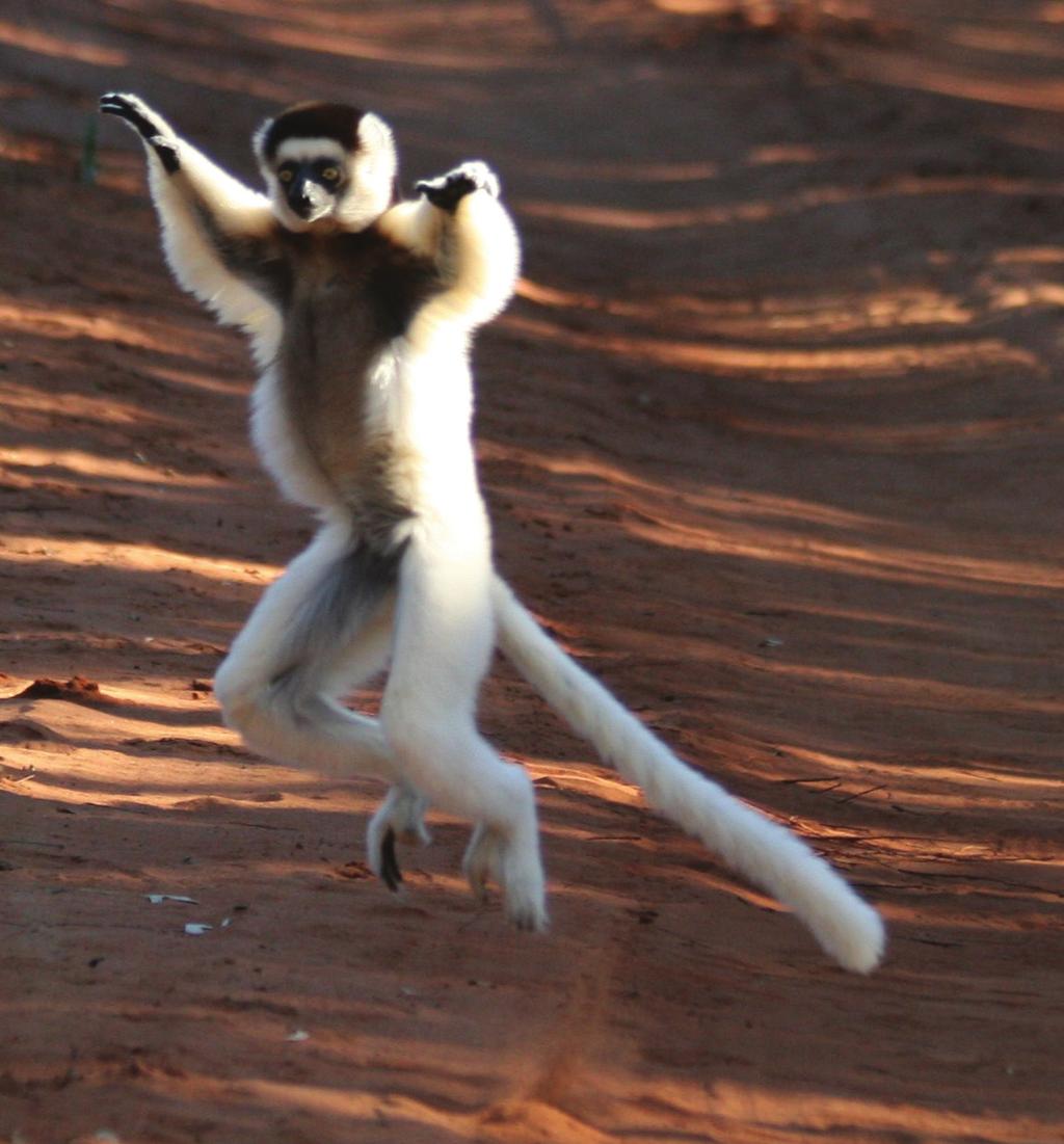 The Duke Lemur Center has been working in Madagascar for 30 years and we will have access to rarely visited areas, Duke connected conservation projects and people.