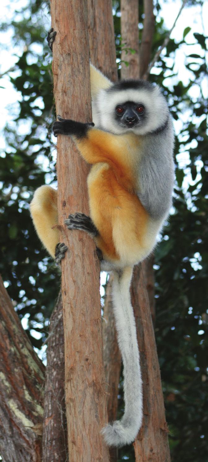 Duke Alumni Association Magical Madagascar June 10 22, 2019 with optional 4-day extension to Anjajavy: June 22 25 June 17 Monday Andapa to Sambava This morning we visit some more of the dramatic