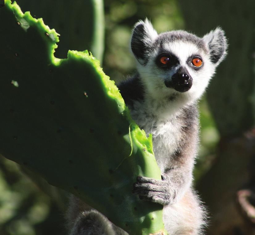 There are Coquerel s sifaka seemingly everywhere, troops of brown lemurs, Madagascar fish eagles are regularly seen as well as a vast array of other bird-life: vangas, lovebirds, Vasa parrots, and so