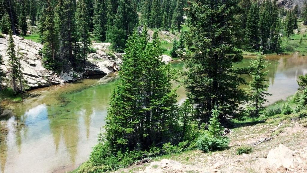 was found to have infected the Leadville National Fish Hatchery and the Rock Creek Drainage in the wilderness; wilderness lakes and streams in this drainage were consequently purged of their (mostly