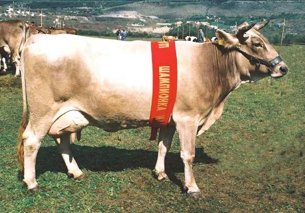Holstein breed Krava smeñe rase šampionka izložbe