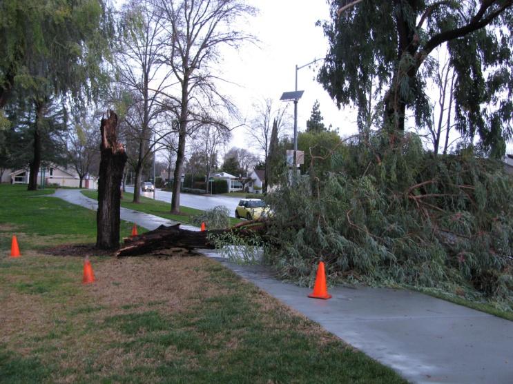 In 2010 RPD staff consulted with professional arborists and park stakeholders to develop a Tree Hazard Area Prioritization and Implementation Plan (the Plan) to guide the expenditure of bond funds.