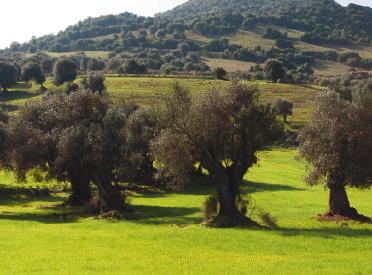 .. Discover the fields of olive trees, visit the almanzara
