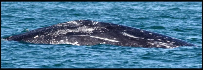 Analysis Procedure Counts of gray whales during the 2012 winter season were analyzed as total adults (noncalf) whales, single whales (whale other than female calf pairs), and female calf pairs