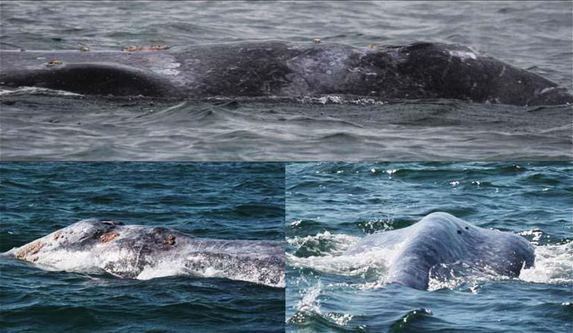 Figure 5. Morphological characteristics considered in determining the body condition of gray whales.