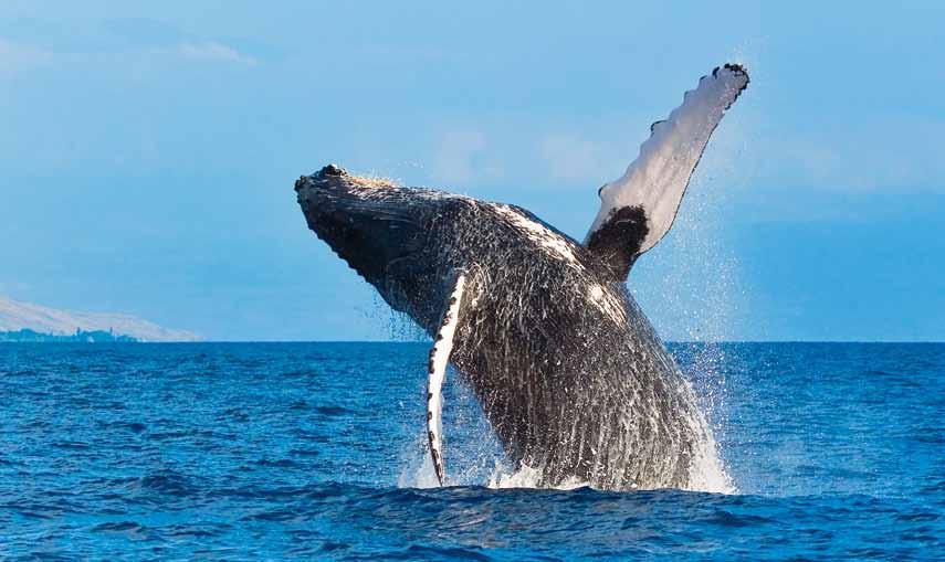 S T A N F O R D T R A V E L / S T U D Y Sea Cortez Whale Watching in Baja
