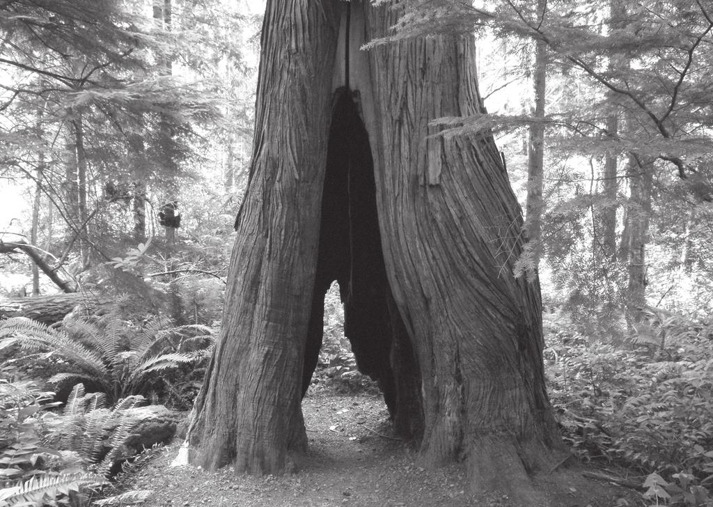 102 60 hikes within 60 miles: SEATTLE Tree on Around-the-Lake Trail in the early 1990s to protect nesting birds in the wetlands from being disturbed by frequent human traffic.