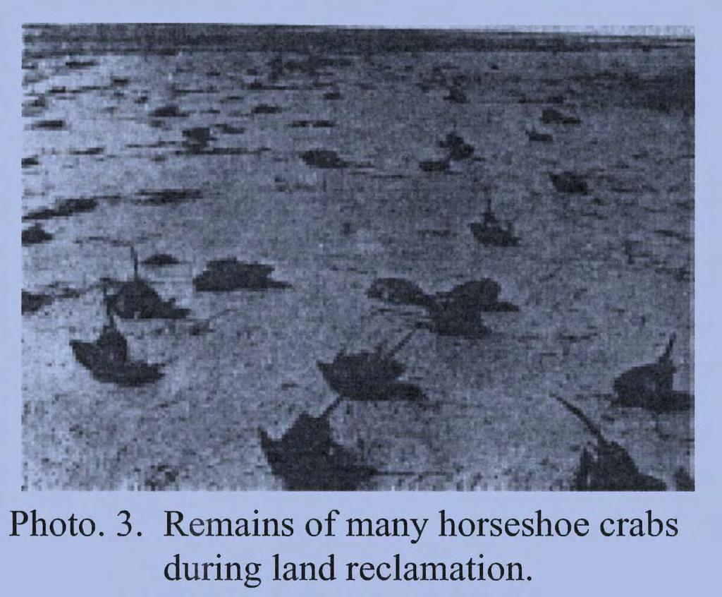 The history of horseshoe crab conservation in Japan began with the country s modernization over the last century.