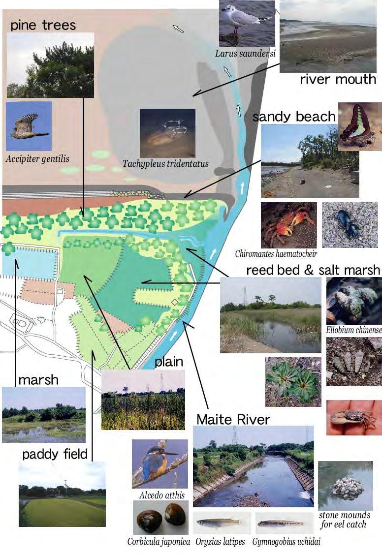 Diversity of the environment of the river mouth and habitats of animals and plants The