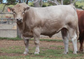 Extremely docile, soft muscle and good finish. Great scan and fat scores. By an extreme muscled and moderate Gelbvieh-Murray Grey composite bull Summit Wandoo. PURCHASER......$.