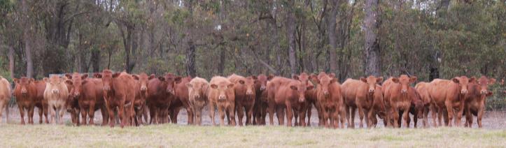 LOT 1 GELBVIEH COMPOSITE WEANER HEIFERS (pen of 10) COLOUR: RED BREED COMPOSITION: 50pc Gelbvieh, 25pc Shorthorn, 25pc Red Angus PURCHASER.......$.