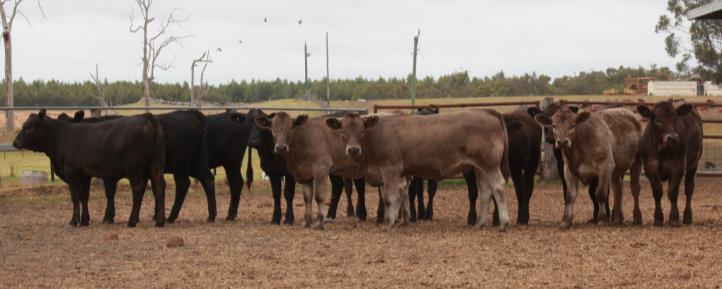 LOT 5 GELBVIEH COMPOSITE WEANER HEIFERS (pen of 10) COLOUR: BLACK/GREY BREED COMPOSITION: 50pc Gelbvieh, 25pc Murray Grey, 25pc Angus PURCHASER.......$.