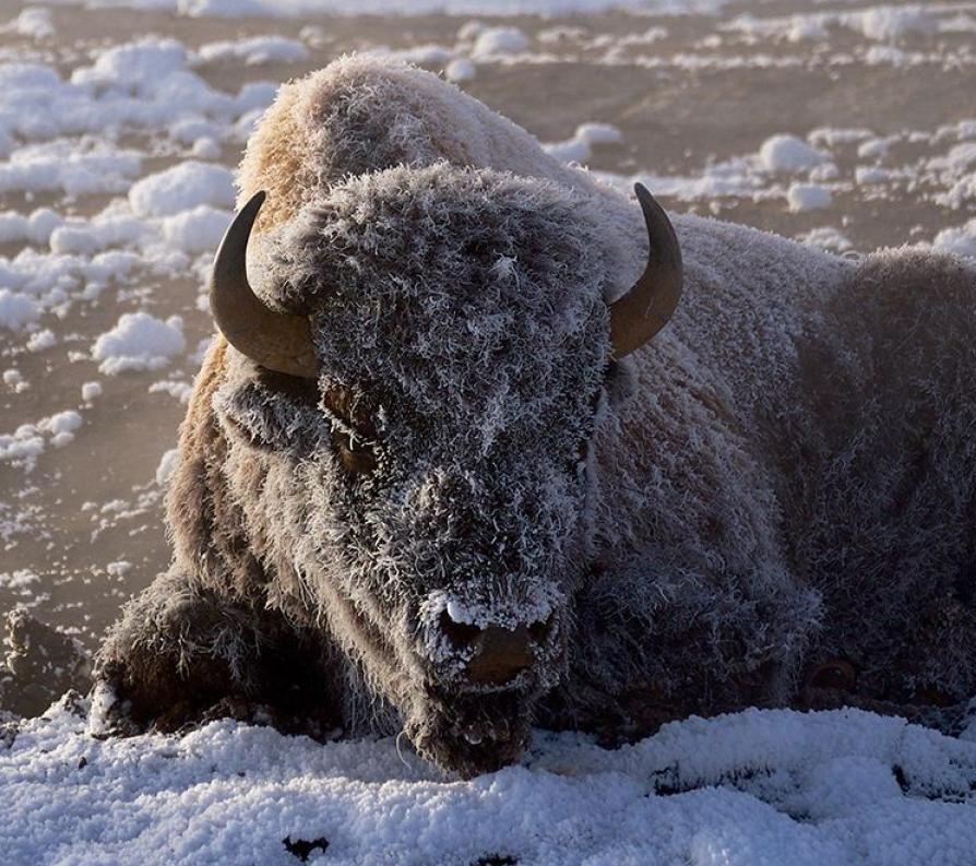 YELLOWSTONE BISON I PHOTO BY DAN WESTERGREN Nomadic grazers, bison roam Yellowstone National Park s grassy plateaus in summer and spend winter near warm thermal pools or in the northern section of