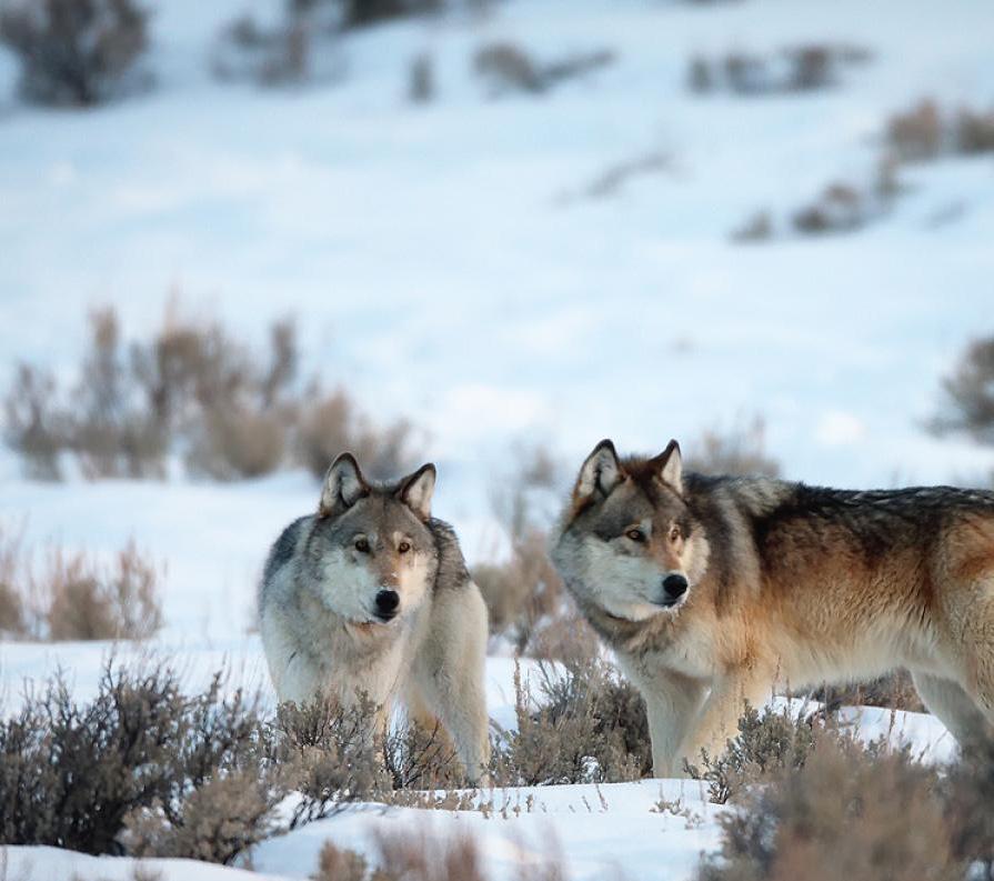 GRAY WOLVES PHOTO BY ROBBIE GEORGE Originally native to the area, gray wolves in Yellowstone were killed off as part of predator control practices, and by the 1970s no wolves were known to be living