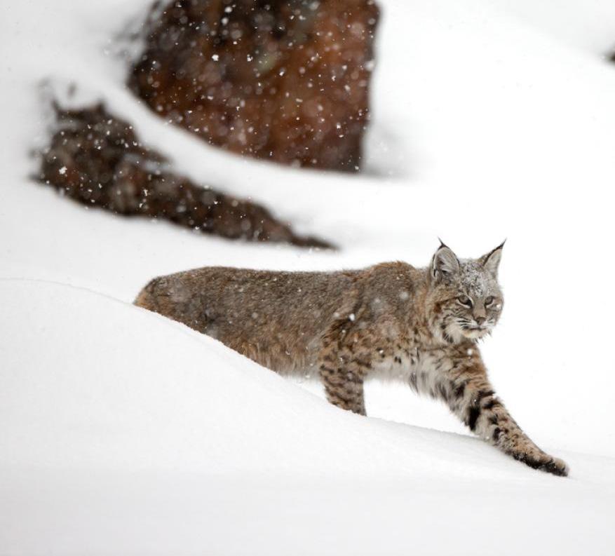 YELLOWSTONE BOBCAT PHOTO BY ROBBIE GEORGE A bobcat slinks through the snow in Yellowstone, which protects many species in its role as wildlife sanctuary.