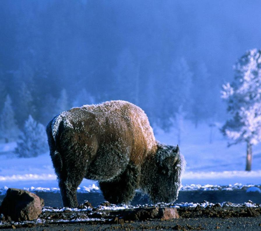 YELLOWSTONE BISON II PHOTO BY TERRY DONNELLY Nomadic grazers, bison roam Yellowstone National Park s grassy plateaus in summer and spend winter near warm thermal pools or in the northern section of