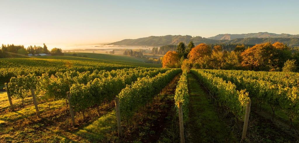 Willamette Valley vineyards