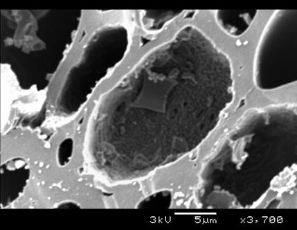 Na Slici 62c se vidi tila (izraslina parenhimske ćelije) u unutrašnjosti rane traheje. a b c Slika 62.