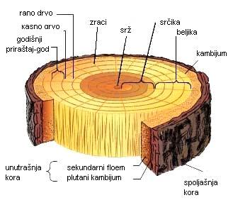 http://www.britannica.com/elementary/art-66141/cross-section-of-a-tree-trunk Slika 23.