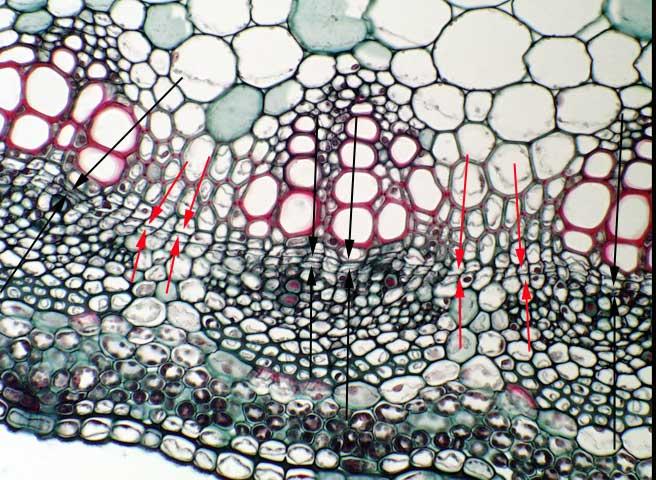 Vaskularni kambijum deljenjem ćelija stvara sa spoljašnje strane sekundarni floem unutrašnju koru, a sa unutrašnje sekundarni ksilem beljiku. http://botit.