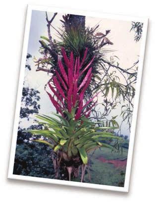 His talk covered the 11 genera of the bromeliads in Cuba with an emphasis on the largest representation: tillandsias.
