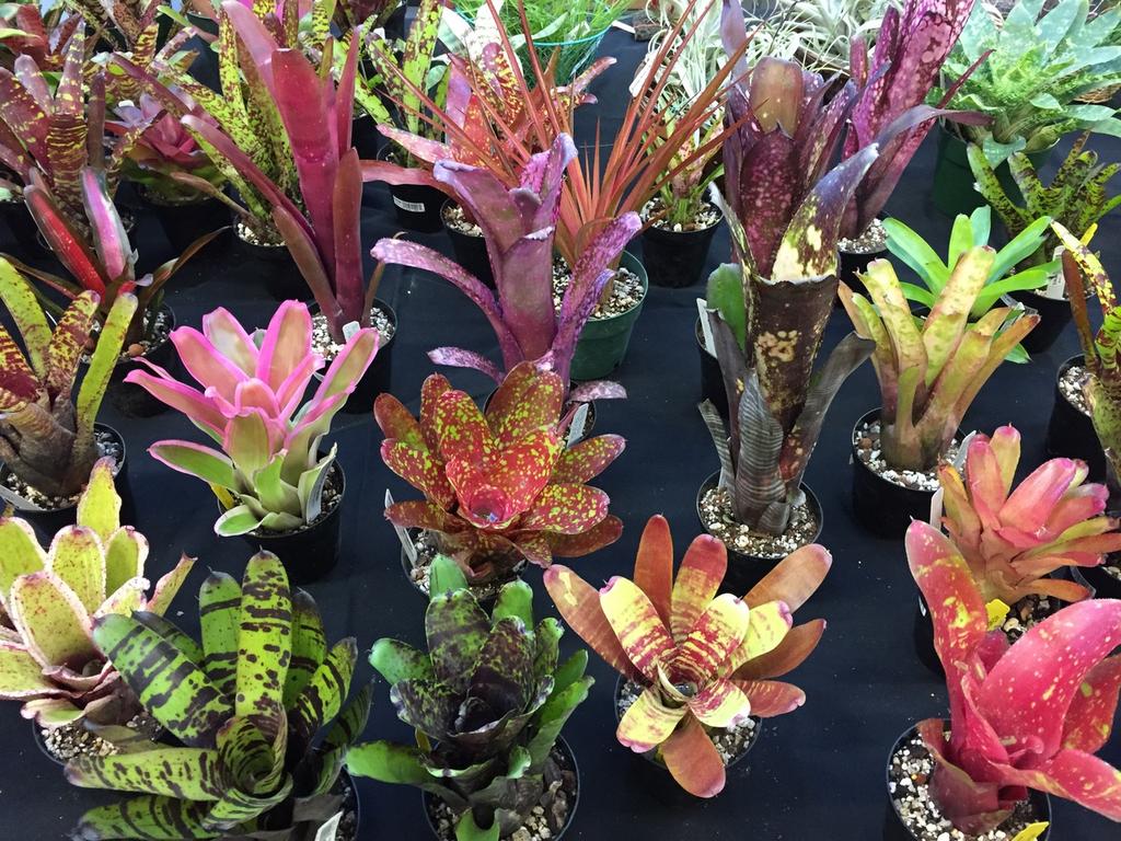 Our Bromeliad Sale this year was a great success thanks to all the work our members put in and the members of the public who were present in droves throughout the weekend.