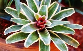 Bromeliad Society of San Francisco (BSSF) July 2017 The BSSF is a non-profit educational organization promoting the study and cultivation of bromeliads.