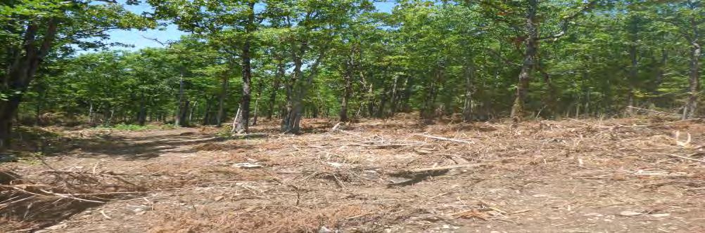 9 acres in 2016 WSI Chainsaw: 17 acre