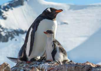 WHEN TO VISIT ANTARCTICA We re often asked, what s the best time to travel? All our trips offer amazing encounters with wildlife, fascinating history, adventure and fun.