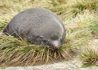 Fur seal snoozing on Rosita Island Liz Pope Gentoo chicks snuggle into their parent Val Snyder Humpbacks feeding at Melchior John Reynolds SPRING NOVEMBER TO EARLY DECEMBER Pristine conditions for