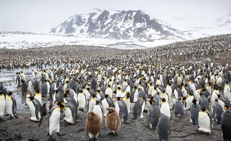 HIGHLIGHTS Attempt to sail into ice-filled Weddell Sea to see vast tabular icebergs A chance to visit fantastic fossil sites Visit Point Wild, Elephant Island (weather and seas permitting) for Zodiac
