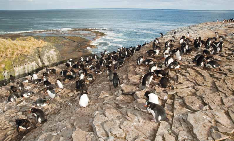HIGHLIGHTS Visit Historic Stanley in the Falkland Islands Explore the largest Black-browed Albatross colony in the world at Steeple Jason Island Enjoy the company of Gentoo, Magellanic and rockhopper