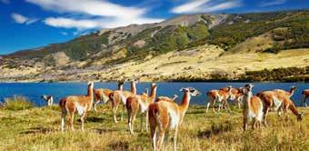 35 EXTEND YOUR EXPEDITION From the exciting cities of Buenos Aires and Rio de Janeiro, to the spectacular Iguazu Falls, the ancient Inca ruins of Machu Picchu, and Patagonia s unspoiled lakes, fjords