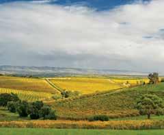 Sightseeing & SURROUNDS McLaren Vale Highlights Enjoy personalised service in a small group while visiting some of the iconic McLaren Vale wineries, such as Wirra Wirra and Hugh Hamilton Wines.