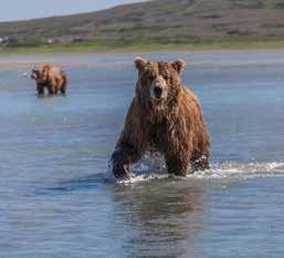 REDOUBT BAY DAY TRIP DEPARTS FROM ANCHORAGE - DAILY 6 Hours Jun 15 - Aug 15 $729 + $30 tax This is a great bear-viewing trip.