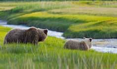 (L) BEARS OF LAKE CLARK FROM ANCHORAGE - DAILY Duration 10-12 hours July 15 Sept 20 POLAR BEAR EXPEDITION FROM FAIRBANKS - DAILY DURATION 11 HOURS Aug 25 - Sep 25 $899 + $40 tax Lake Clark National